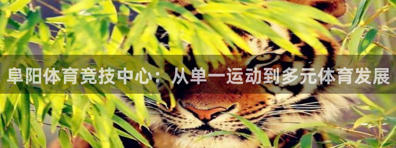 vsport体育在线官网：阜阳体育竞技中心：从单一运动到多元体育发展