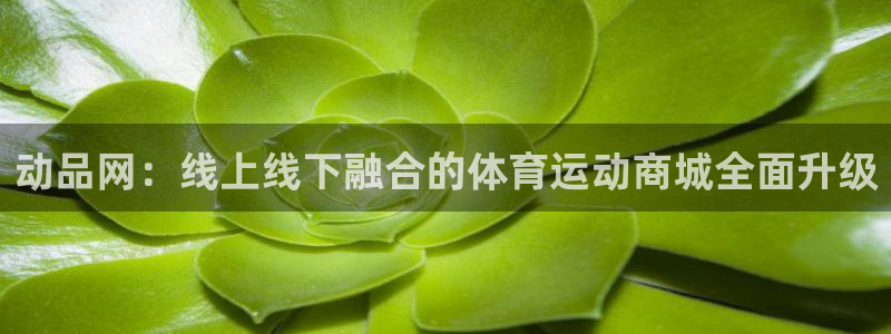vsport体育：动品网：线上线下融合的体育运动商城全面升级